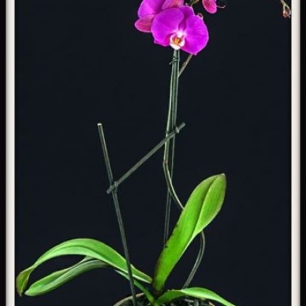 Potted orchid with bright purple blooms in a tan container