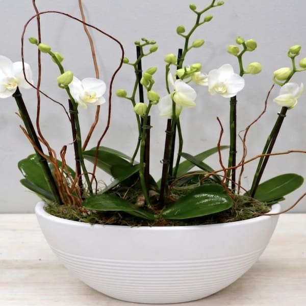 White Orchids Rising - Glendale Florist