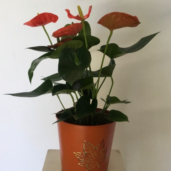 Potted anthurium plant with red blooms in an orange decorative container