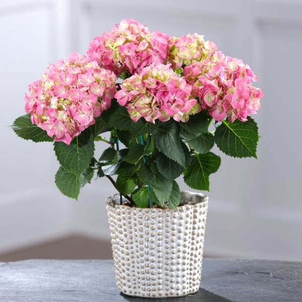 Potted Hydrangea plant