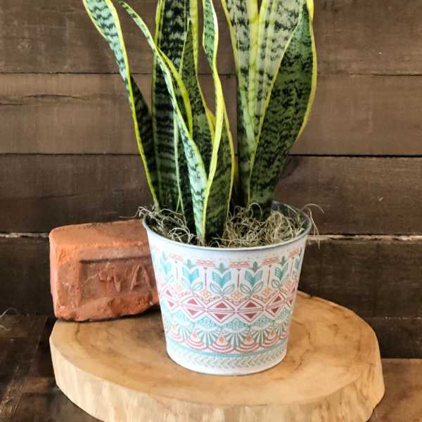 Potted snake plant in a patterned metal container