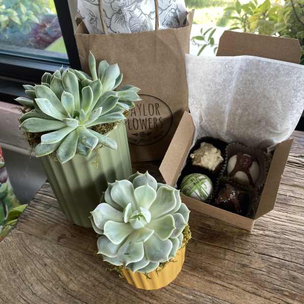 Two potted succulents and a box of chocolates on a wooden table