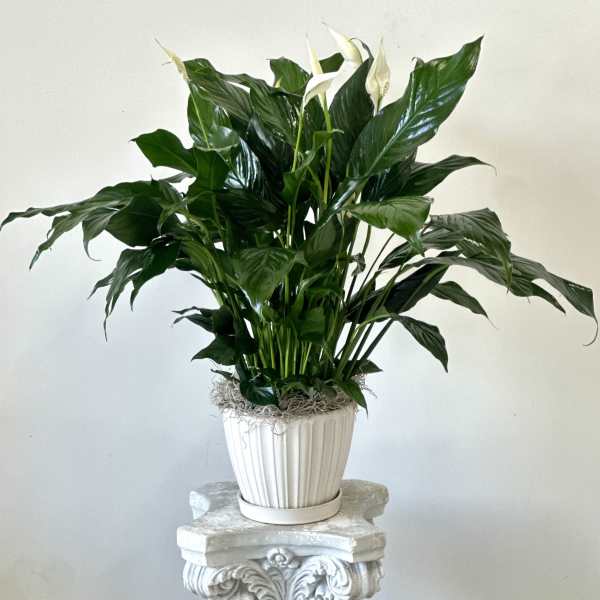 Potted peace lily with white blooms in a white ribbed planter