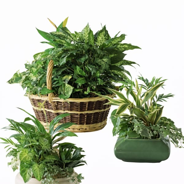 Trio of green houseplants in a wicker basket and ceramic containers