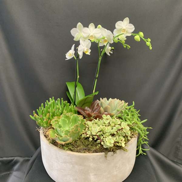 White orchid and assorted succulents planted in a round light stone planter against a dark backdrop
