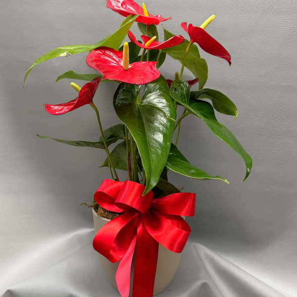 Potted red anthuriums with a large red ribbon bow