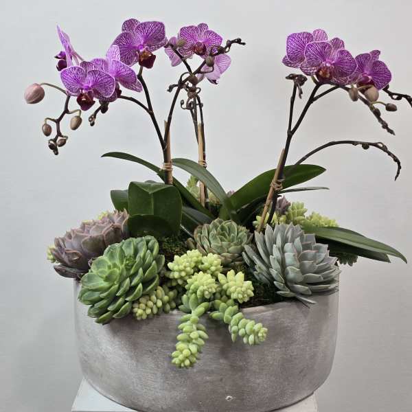 Purple orchids and succulents in a round silver planter