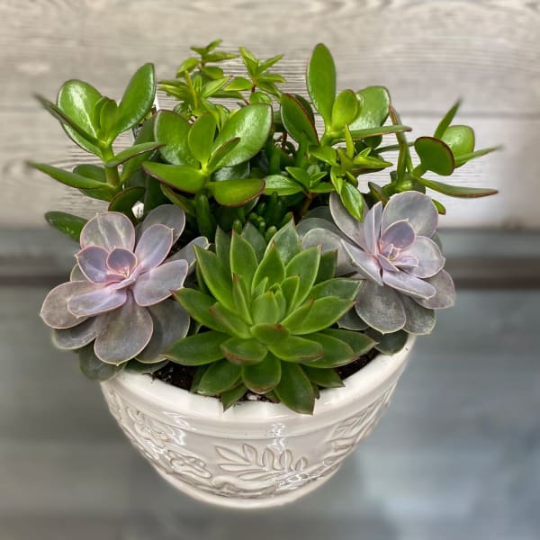 Potted succulent arrangement in a white ceramic bowl