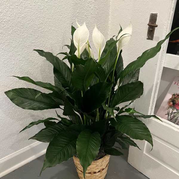 Tall peace lily plant with white blooms in a woven basket on a gray floor