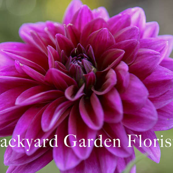 Backyard Garden Florist Gift Certificate