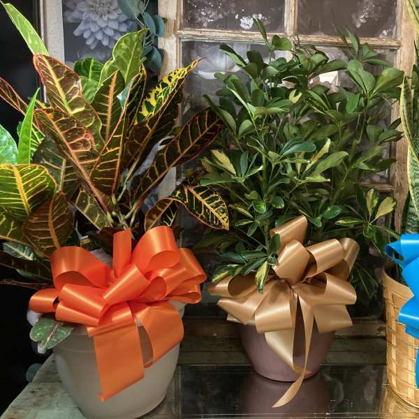 Three potted houseplants with large decorative bows