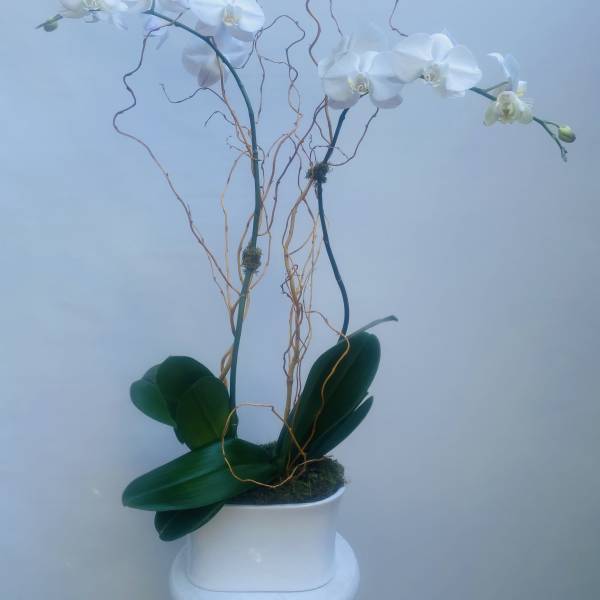 All Occasion Orchid