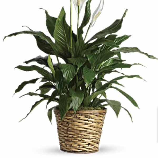 Small peace lily plant