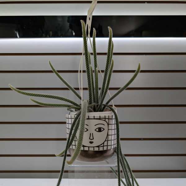 Trailing cactus plant in a decorative hanging pot