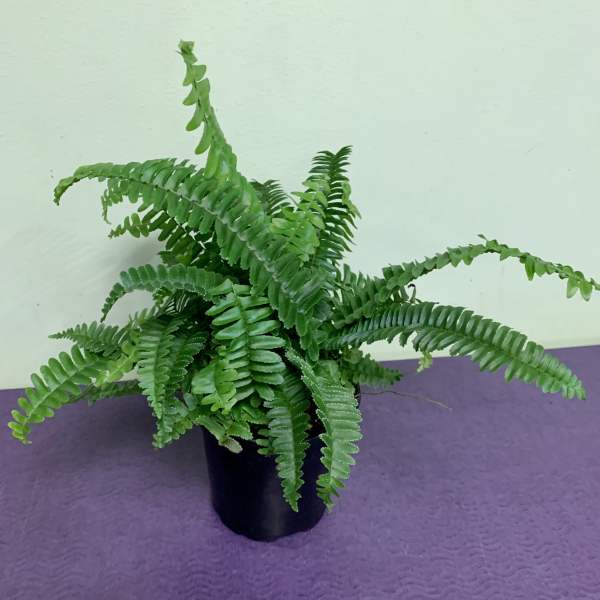 Potted fern plant in a black container