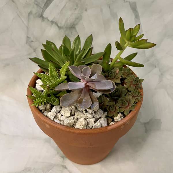 Potted succulent arrangement in a terracotta pot with white stones