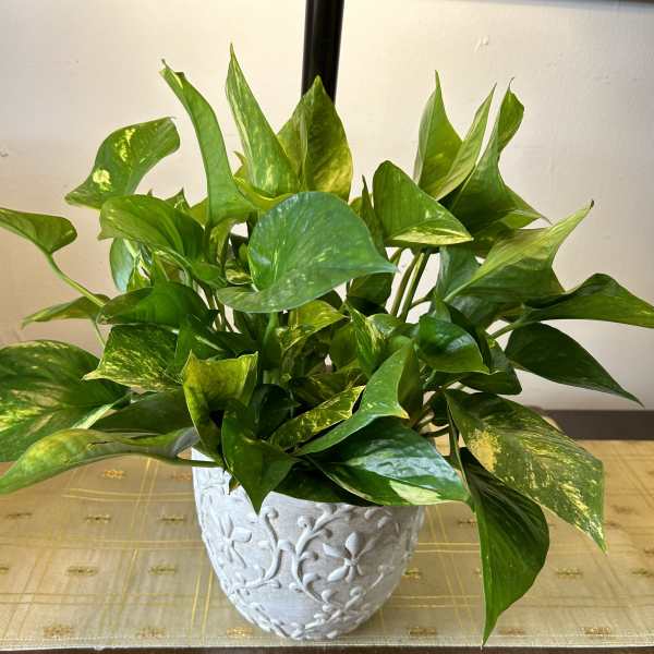Philodendron planter