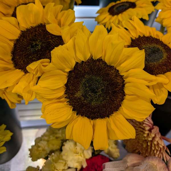 Bright yellow sunflowers clustered in dark containers