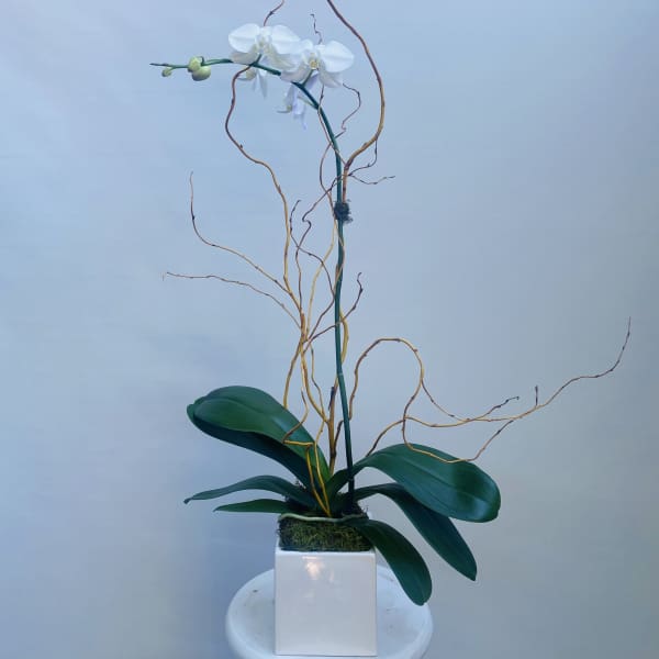 White orchid arrangement in a white square vase with curly branches