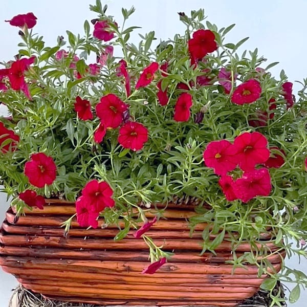 Petunia Planter