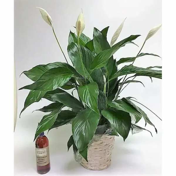 Potted peace lily plant with white blooms in a woven basket