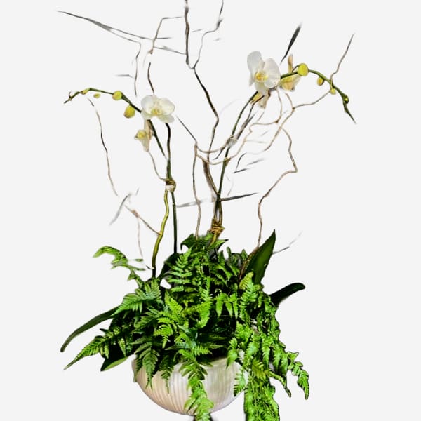 White orchid stems in a bowl planter with dense fern foliage