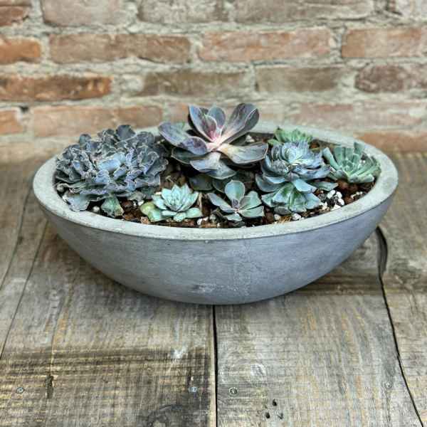 Large Succulent Garden