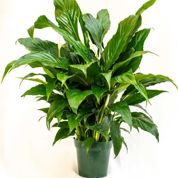 Potted peace lily plant with glossy green leaves and white blooms