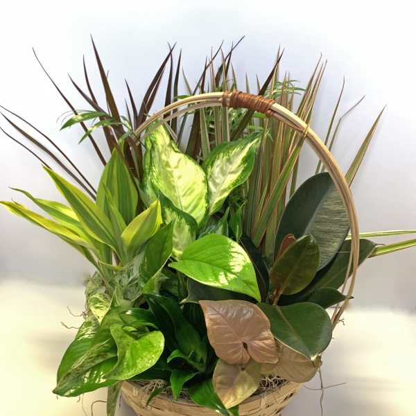 Basket of assorted green houseplants with a woven handle