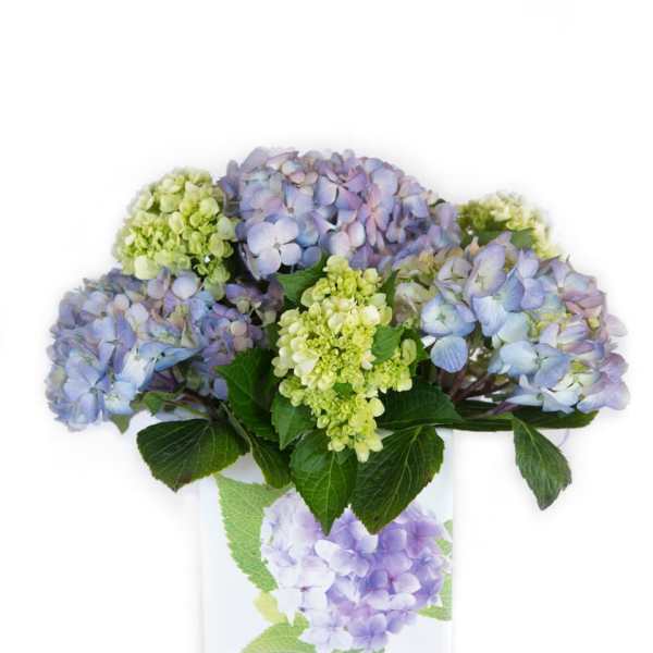 Lavender and green hydrangea arrangement in a clear square vase