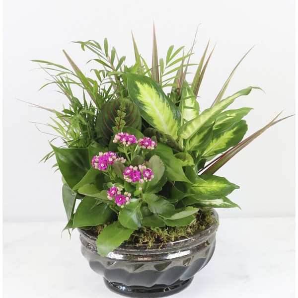Potted green plant arrangement with small pink flowers in a glass bowl