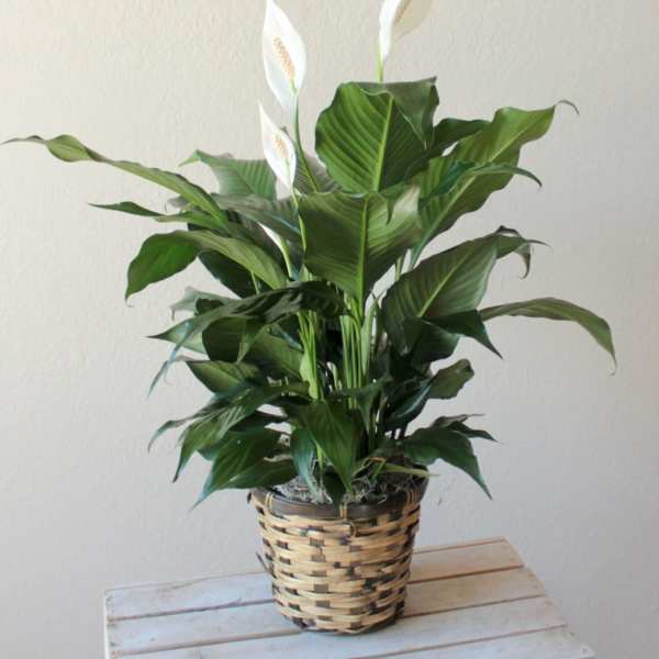 Medium peace lily