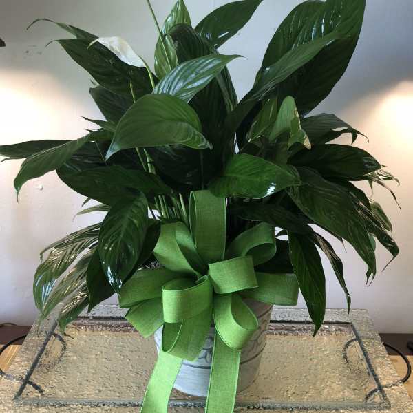 Small Comfort Planter