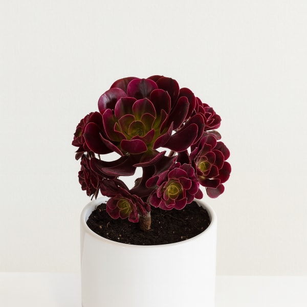 Dark burgundy succulent in a white pot