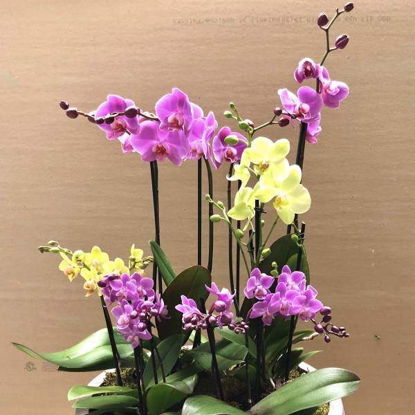 Potted arrangement of pink and yellow orchids in a round planter