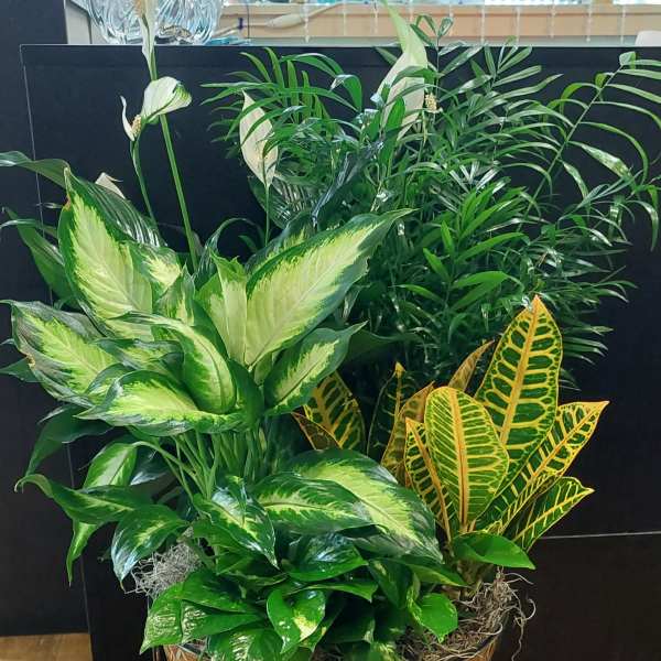 Mixed tropical houseplants in a patterned basket planter