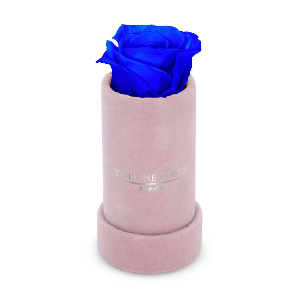 Blue rose in a pink cylindrical box