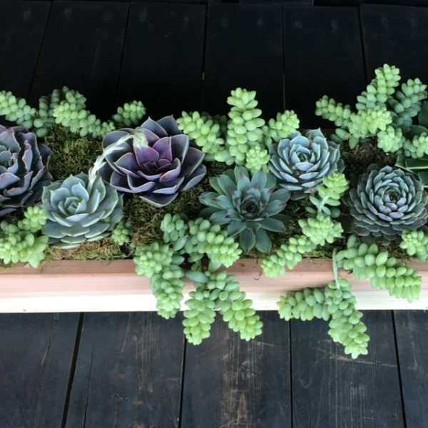Rectangular succulent planter with rosette succulents and trailing green sedum
