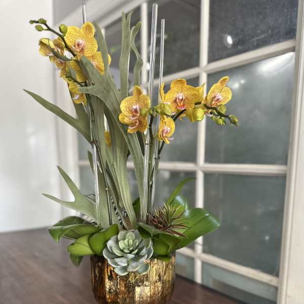 Yellow orchids arranged in a gold pedestal vase with succulents