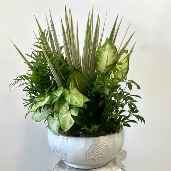 Potted green foliage arrangement in a white ceramic bowl