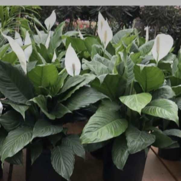 Potted peace lilies with white blooms and broad green leaves