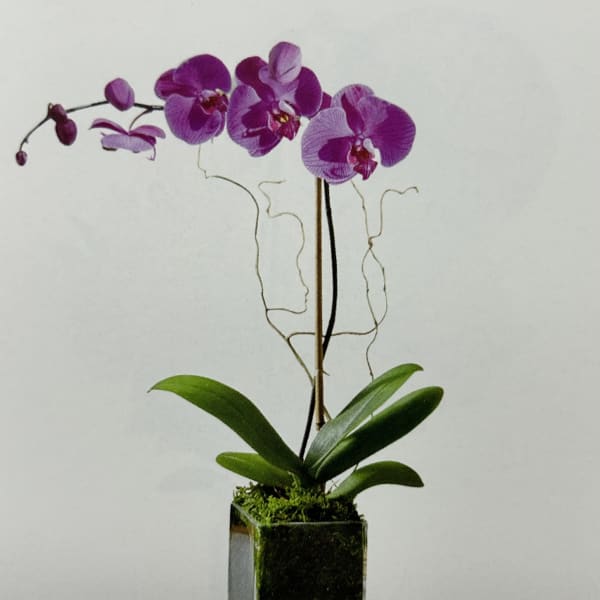 Purple orchid plant in a square glass vase