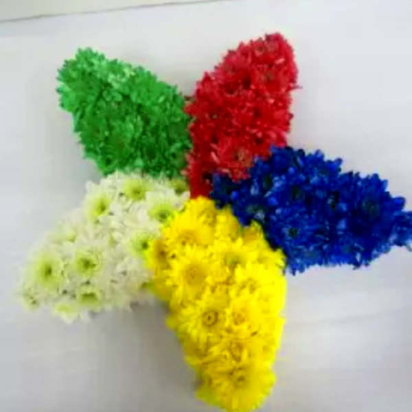 Five colorful chrysanthemum clusters arranged on a white surface.