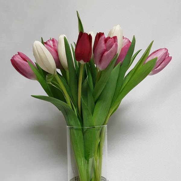 Bouquet of pink, white, and red tulips in a clear glass vase
