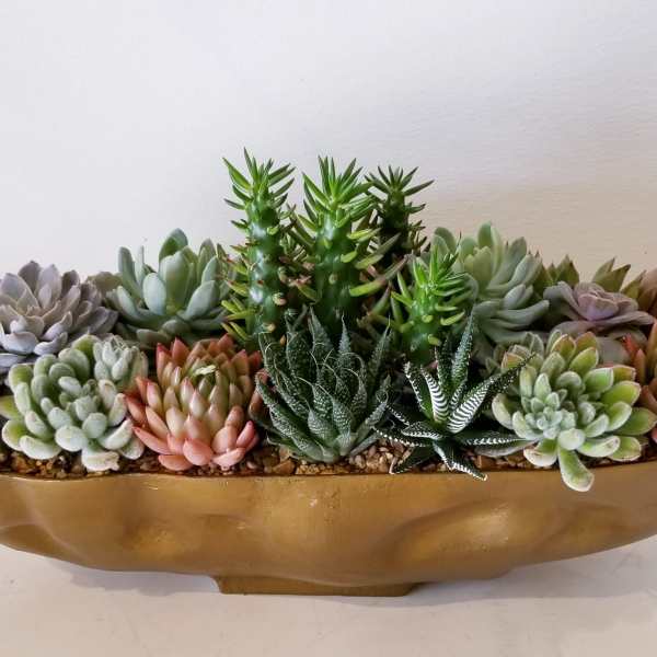 Succulent arrangement in a gold bowl planter