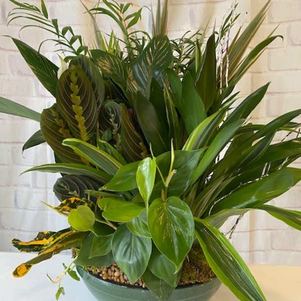 Lush green potted plant arrangement in a shallow bowl