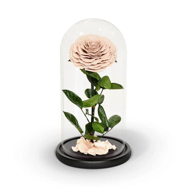 Single pale pink rose under a glass dome on a black base