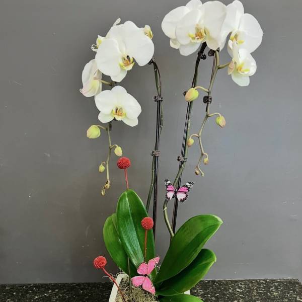 White orchids in a square white pot with decorative butterflies