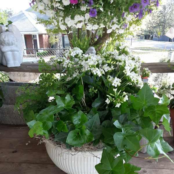 White flowers in a white planter with trailing ivy