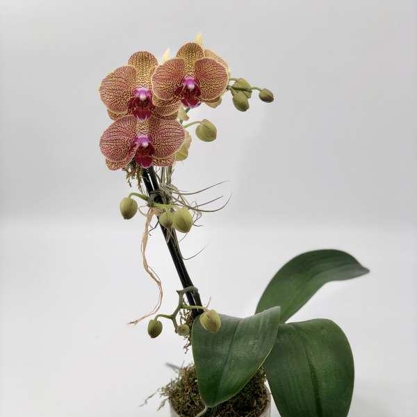 Potted orchid with speckled pink blooms in a glass container